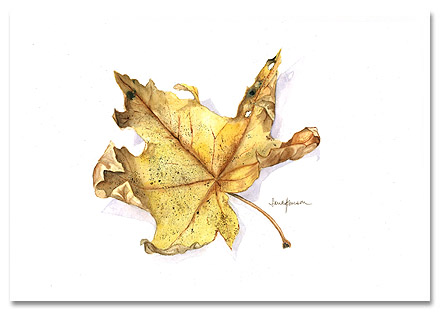 Leaf Study